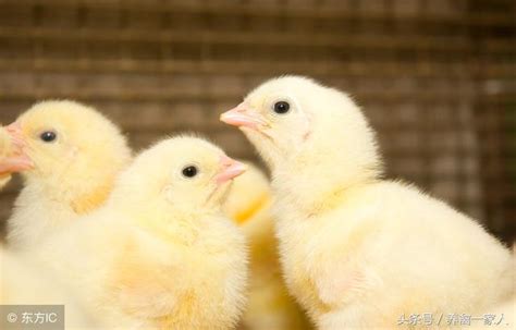 養雞人|養雞秘訣：肉雞全程飼養管理細節分析（1